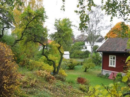 Осенний сад (Autumn garden)