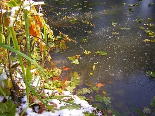 Осенний сад (Autumn garden)