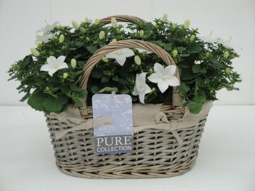 Колокольчик равнолистный (Campanula iscphylla)