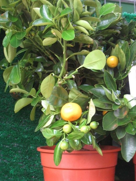 Цитрусовое дерево (Citrus tree)