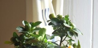 Цитрусовое дерево (Citrus tree)