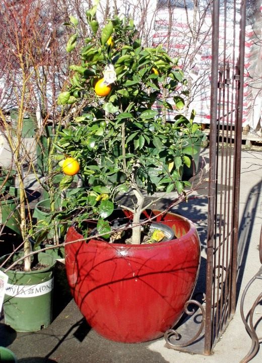 Цитрусовое дерево (Citrus tree) Цитрусовое дерево (Citrus tree)