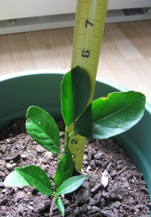 Цитрусовое дерево (Citrus tree) Цитрусовое дерево (Citrus tree)