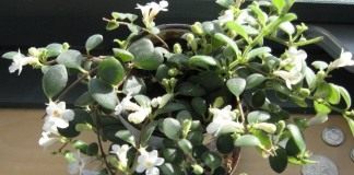 Кодонанте (Codonanthe)