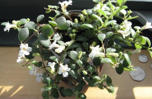 Кодонанте (Codonanthe)