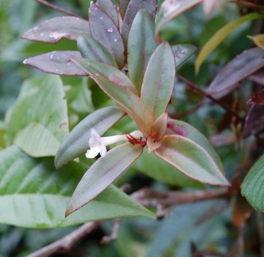 Кодонанте (Codonanthe)