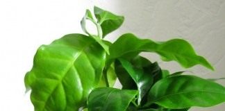 Кофе аравийский (Coffea arabica)