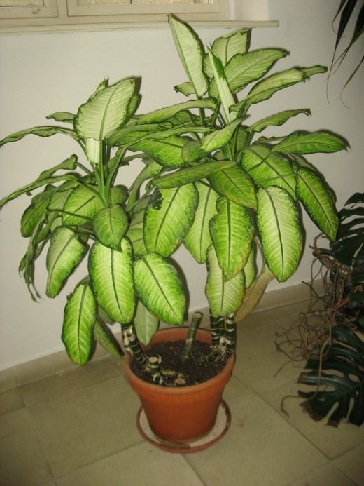 Диффснбахия (Dieffenbachia)
