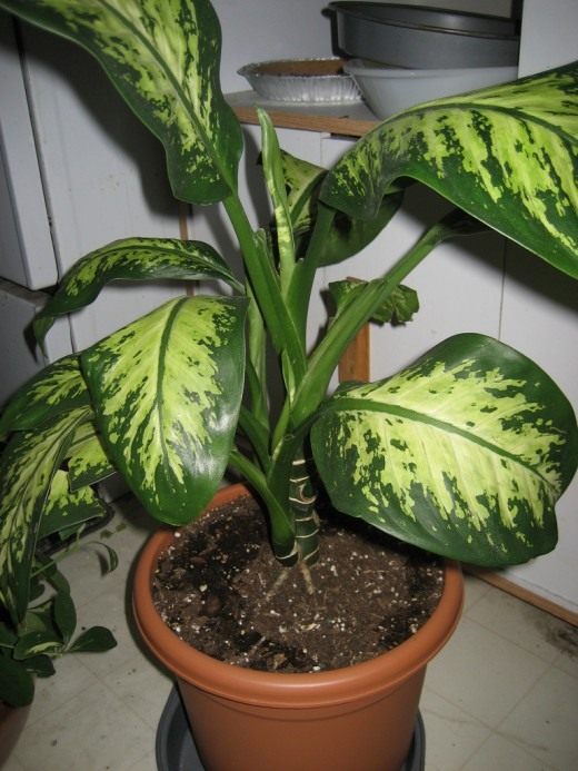 Диффснбахия (Dieffenbachia)