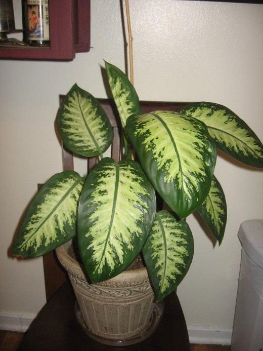 Диффснбахия (Dieffenbachia)