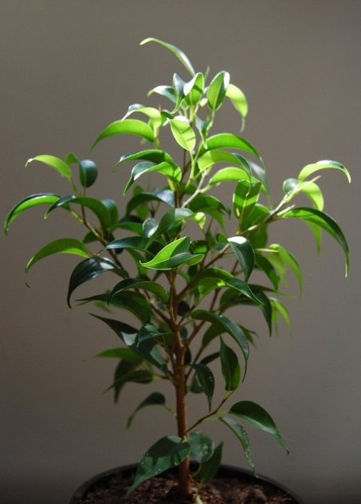 Фикус Бенджамина (Ficus benjamina)