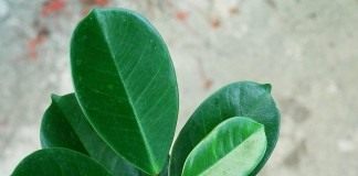 Фикус каучуконосный, или Фикус эластичный (Ficus elastica)