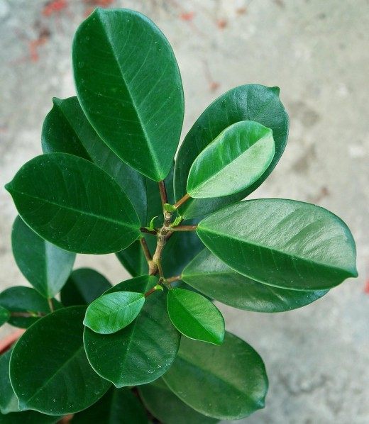 Фикус каучуконосный, или Фикус эластичный (Ficus elastica) Фикус каучуконосный, или Фикус эластичный (Ficus elastica)