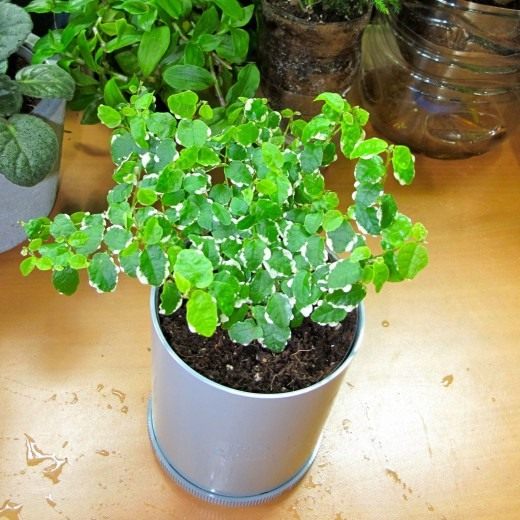 Фикус ползучий (Ficus repens)