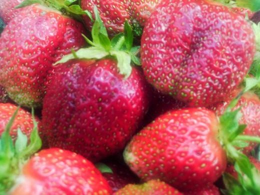 Земляника (Fragaria)