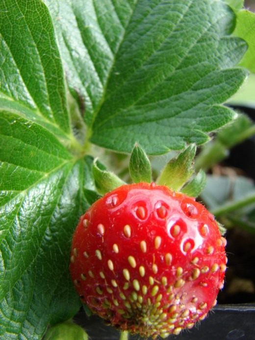 Земляника (Fragaria)