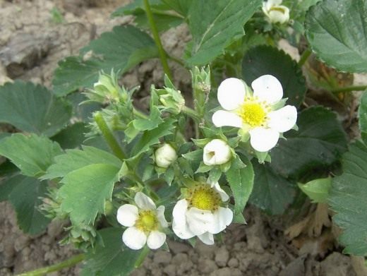 Земляника (Fragaria)