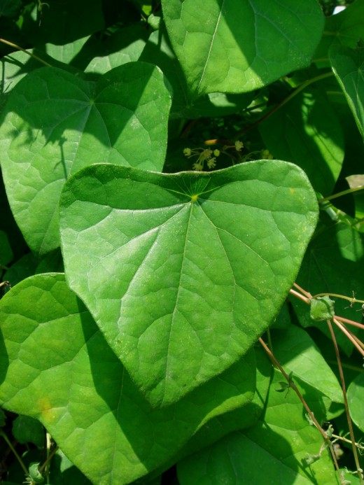 Луносемянник даурский (Menispermum dahuricum)