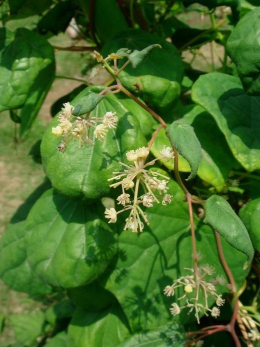 Луносемянник даурский (Menispermum dahuricum)