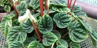 Пеперомия сморщенная (Peperomia caperata)