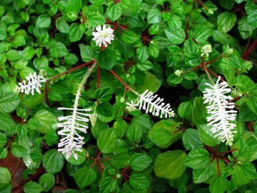 Пеперомия резедоцветная, или Фрезера (Peperomia resedaeflora, Peperomia fraseri)