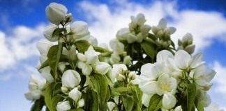 Чубушник, или Садовый жасмин (Philadelphus)