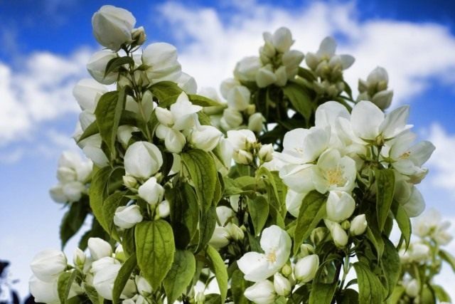 Чубушник, или Садовый жасмин (Philadelphus) Чубушник, или Садовый жасмин (Philadelphus)