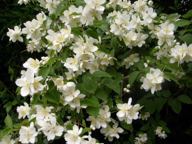 Чубушник, или Садовый жасмин (Philadelphus) Чубушник, или Садовый жасмин (Philadelphus)