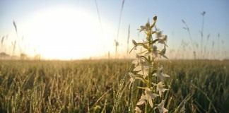 Любка двулистная (Platanthera bifolia)