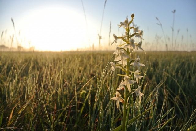 Любка двулистная (Platanthera bifolia) Любка двулистная (Platanthera bifolia)