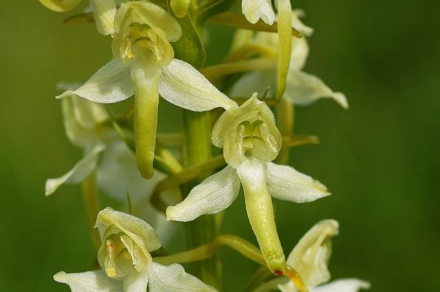 Любка двулистная (Platanthera bifolia) Любка двулистная (Platanthera bifolia)
