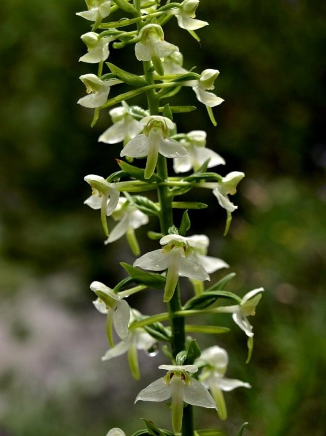 Любка зелёноцветная, или Любка зелёноцветковая (Platanthera chlorantha) Любка зелёноцветная, или Любка зелёноцветковая (Platanthera chlorantha)
