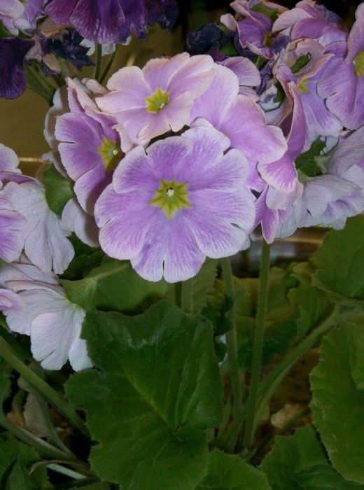 Примула обконика (Primula obconica) Примула обконика (Primula obconica)
