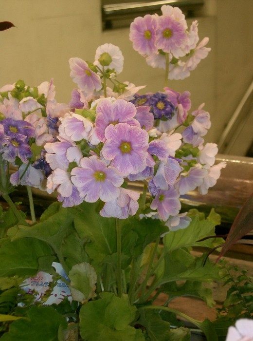 Примула обконика (Primula obconica) Примула обконика (Primula obconica)