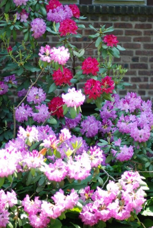 Рододендрон (Rhododendron)