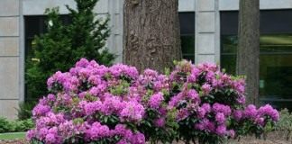 Рододендрон (Rhododendron)