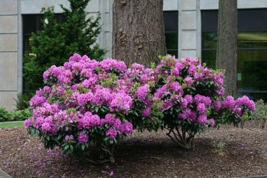 Рододендрон (Rhododendron) Рододендрон (Rhododendron)