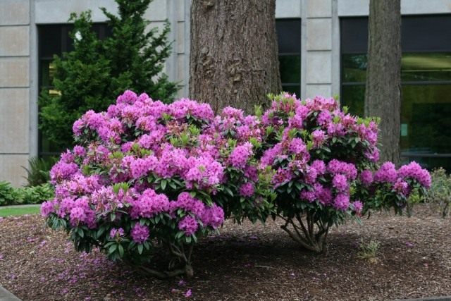 Рододендрон (Rhododendron) Рододендрон (Rhododendron)