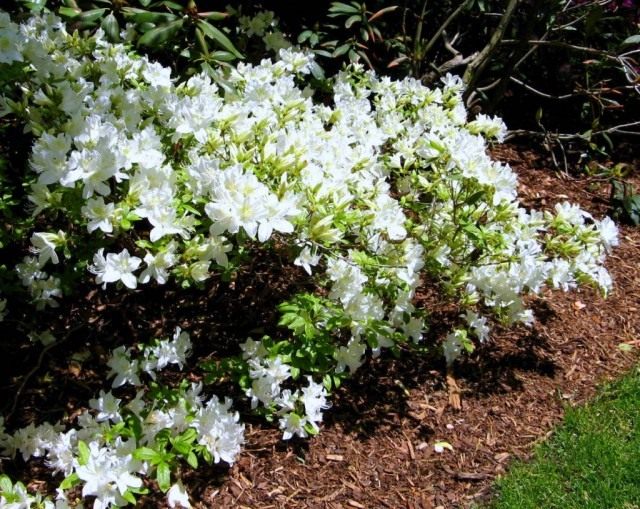 Рододендрон (Rhododendron) Рододендрон (Rhododendron)