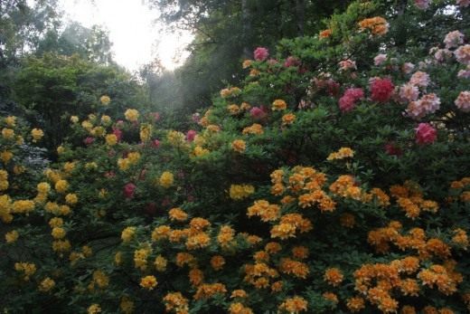 Рододендрон (Rhododendron) Рододендрон (Rhododendron)