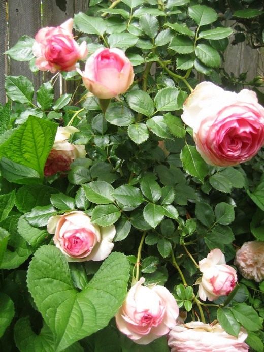 Роза (Rosa)