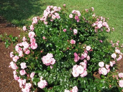 Роза (Rosa)