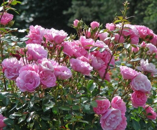 Роза (Rosa)