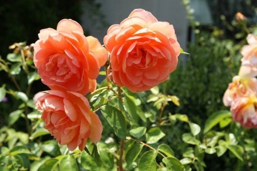 Роза (Rosa) Роза (Rosa)