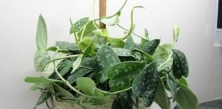 Всем знакомый сциндапсус - Комнатные растения Сциндапсус расписной (Scindapsus pictus)