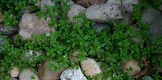 Звездчатка средняя, мокрица, мокричник (Stellaria media)