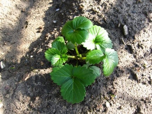 Клубника, земляника садовая (Strawberry)