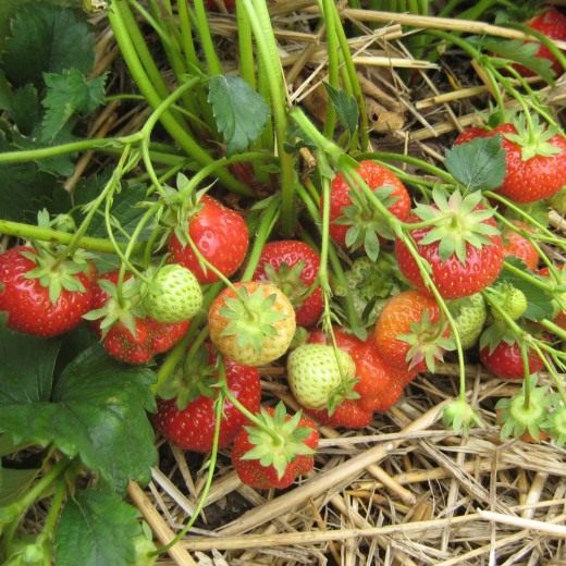 Клубника, земляника садовая (Strawberry)