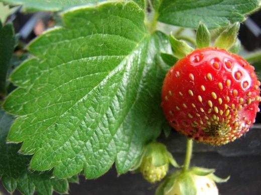 Клубника, земляника садовая (Strawberry)