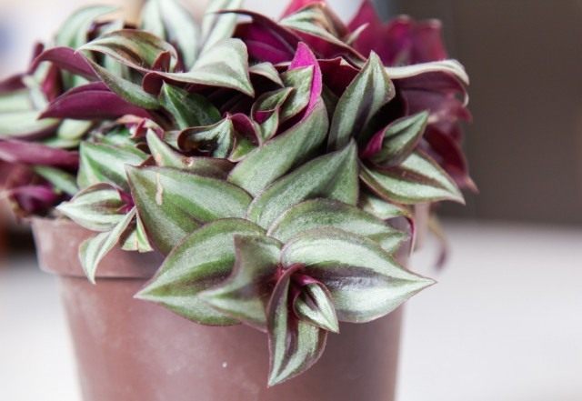 Традесканция висячая, или Зебрина висячая (Tradescantia zebrina, syn. Zebrina pendula) Традесканция висячая, или Зебрина висячая (Tradescantia zebrina, syn. Zebrina pendula)